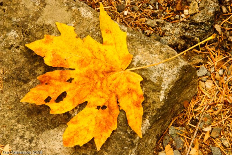 Colorado Fall Colors-5682 - Gold Leaf ©2008 Dan Stevenson